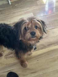 Reunited Male Dog last seen Rollins Rd and Cedar Lake Rd, Round Lake Beach, IL 60073