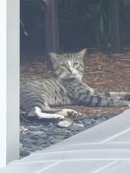 Found/Stray Male Cat last seen Blue Ridge Way, Davie, FL 33325