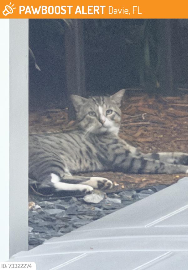 Found/Stray Male Cat last seen Blue Ridge Way, Davie, FL 33325
