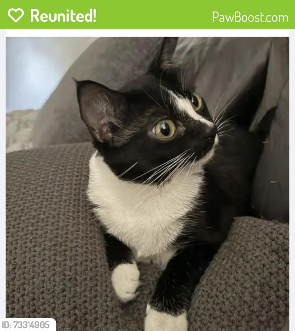 Reunited Female Cat last seen Queen Creek and Alma School, Chandler, AZ 85248