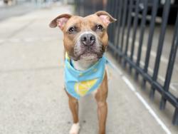 Shelter Stray Male Dog last seen Near Laconia Avenue, BRONX, NY, 10466, 326 E 110th St, New York, NY 10029, USA