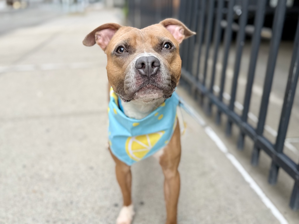 Shelter Stray Male Dog last seen Near Laconia Avenue, BRONX, NY, 10466, 326 E 110th St, New York, NY 10029, USA
