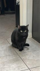 Reunited Male Cat last seen Centerra Hills Circle, Round Rock, TX 78665