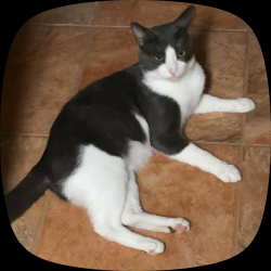 Lost Male Cat last seen Addicks Clodine Rd / Westpark Dr., Houston, TX 77082