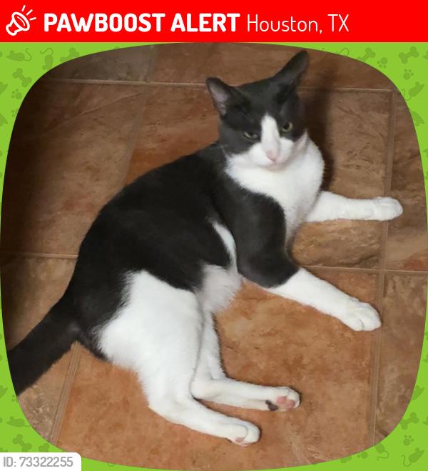 Lost Male Cat last seen Addicks Clodine Rd / Westpark Dr., Houston, TX 77082