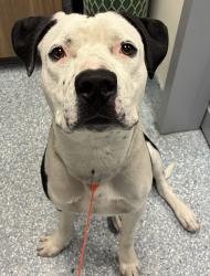 Shelter Stray Male Dog last seen NE MLK/Killingsworth, OR, 1700 W Historic Columbia River Hwy, Troutdale, OR 97060, USA