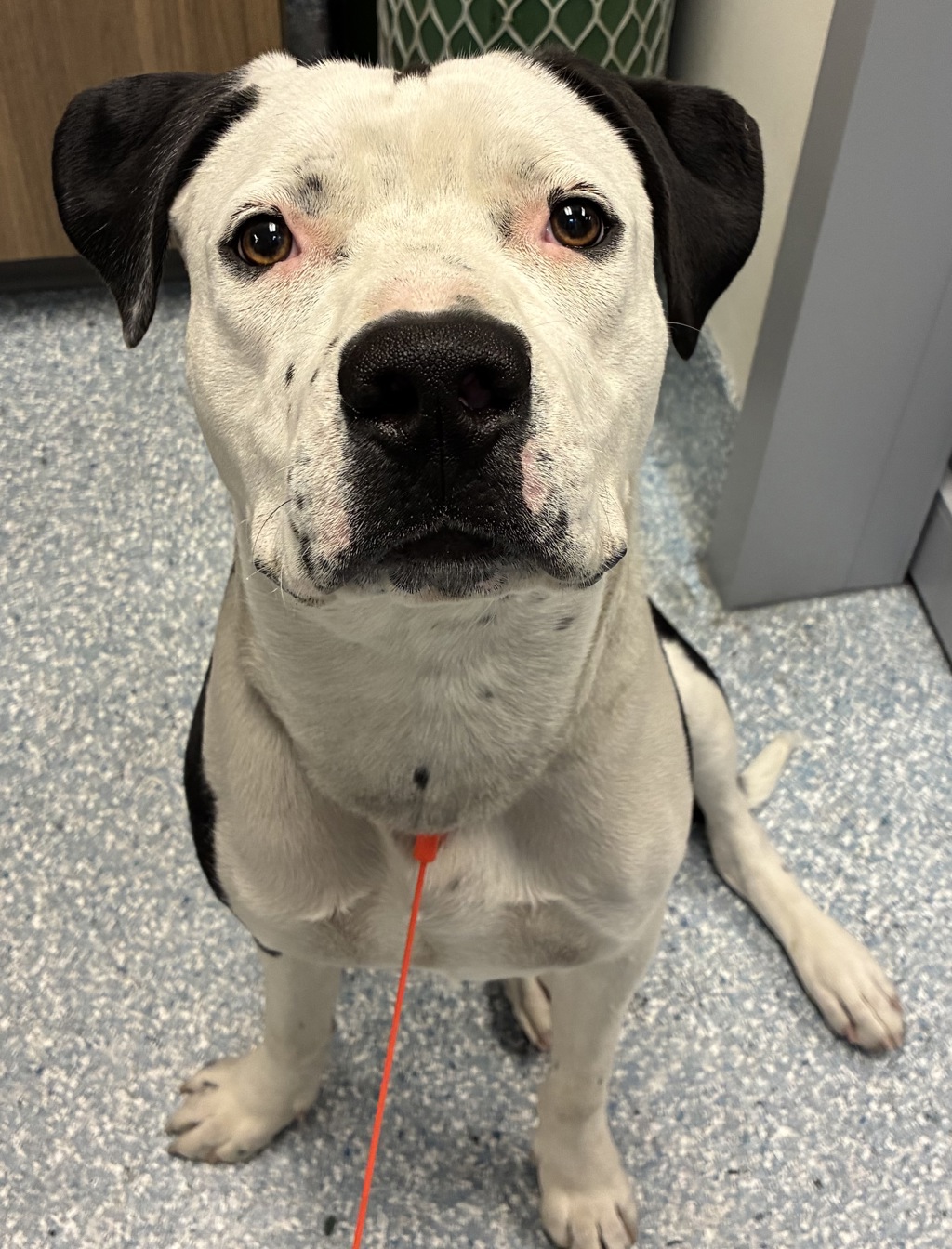 Shelter Stray Male Dog last seen NE MLK/Killingsworth, OR, 1700 W Historic Columbia River Hwy, Troutdale, OR 97060, USA
