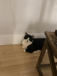 Lost Male Cat last seen Near Wachusett st, Worcester, MA 01609