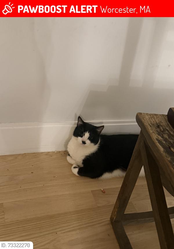 Lost Male Cat last seen Near Wachusett st, Worcester, MA 01609