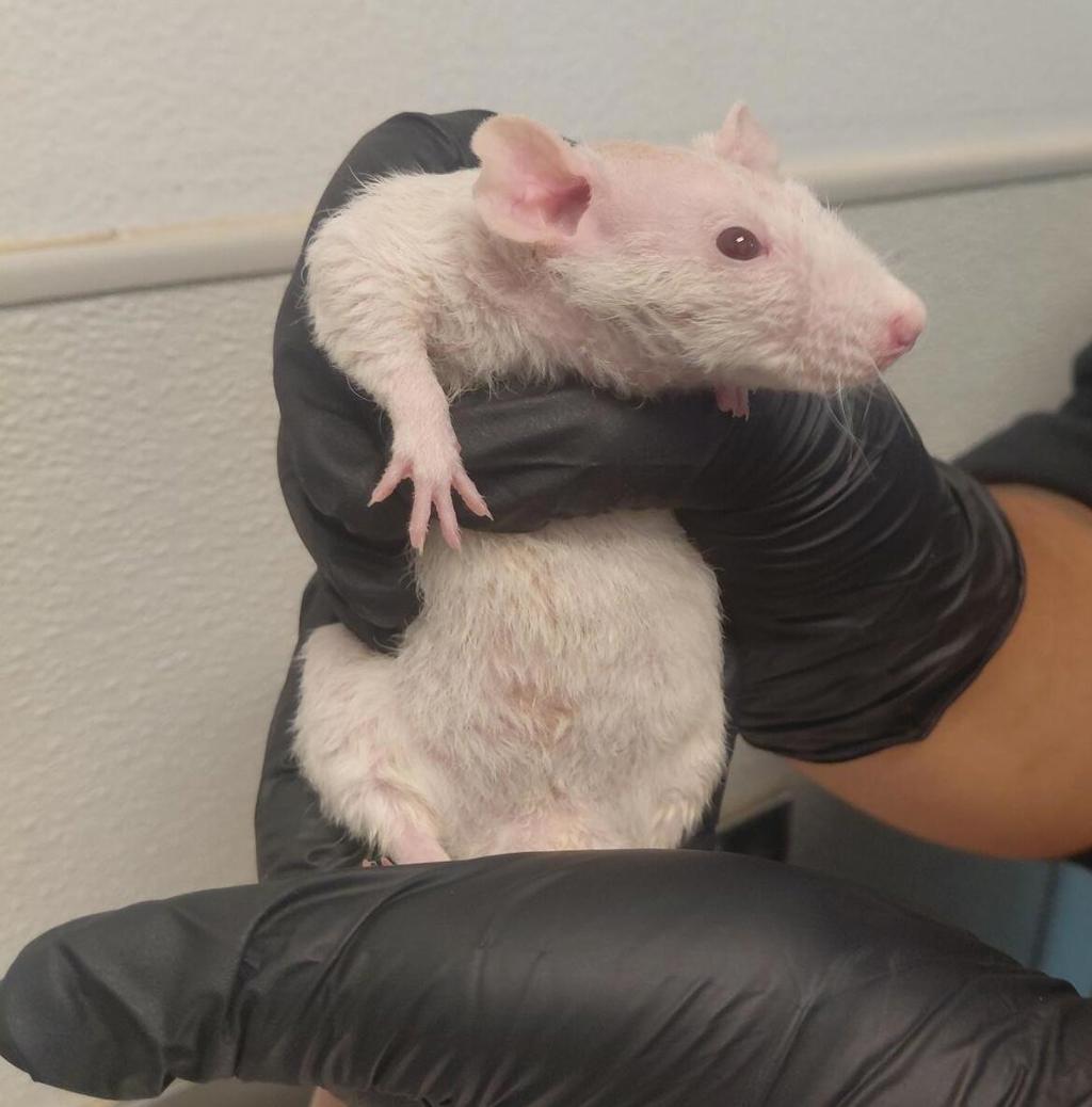 Shelter Stray Male Other last seen Prescott Drive, El Cajon, CA, 92020, 5500 Gaines St, San Diego, CA 92110, USA
