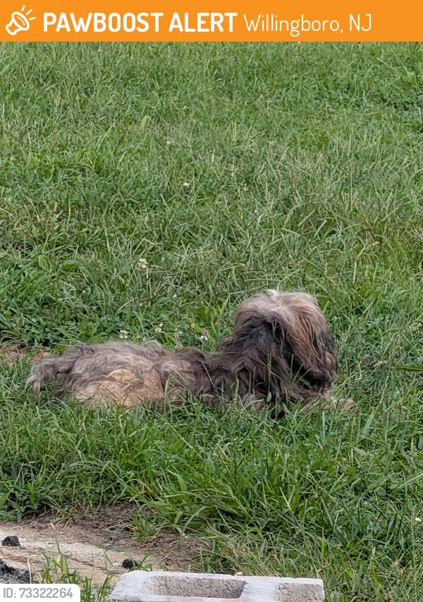 Found/Stray Unknown Dog last seen Pennypacker drive, Willingboro, NJ 08046