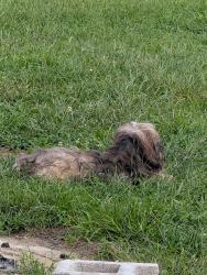 Found/Stray Unknown Dog last seen Pennypacker drive, Willingboro, NJ 08046