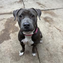 Shelter Stray Female Dog last seen Near Friars Road, San Diego, CA, 92108, 5500 Gaines St, San Diego, CA 92110, USA