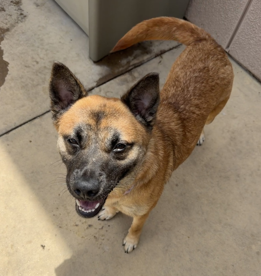 Shelter Stray Female Dog last seen Near Highland Avenue, San Diego, CA, 92105, 5500 Gaines St, San Diego, CA 92110, USA