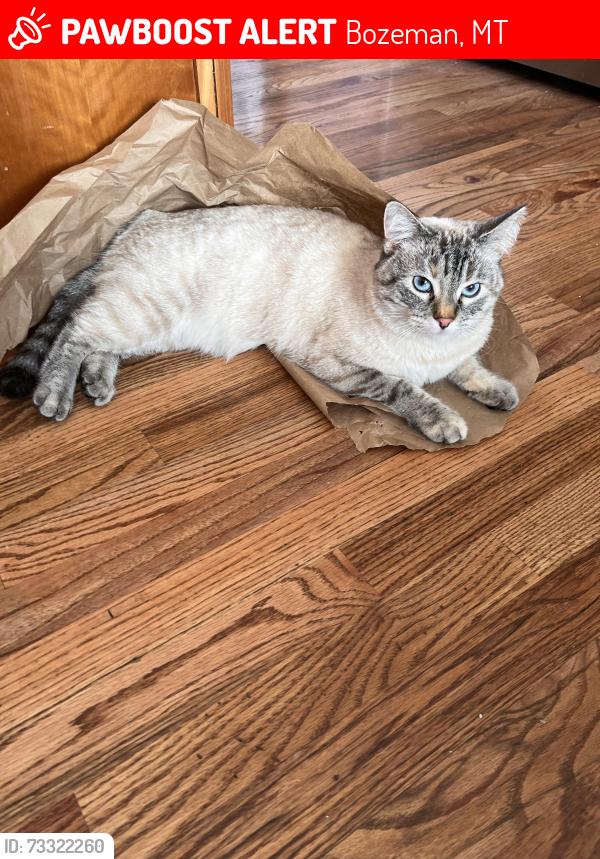 Lost Female Cat last seen Parkview Place between 19th and 3rd South of Bozeman, Bozeman, MT 59715