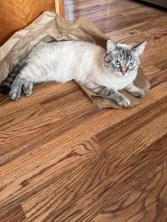 Lost Female Cat last seen Parkview Place between 19th and 3rd South of Bozeman, Bozeman, MT 59715