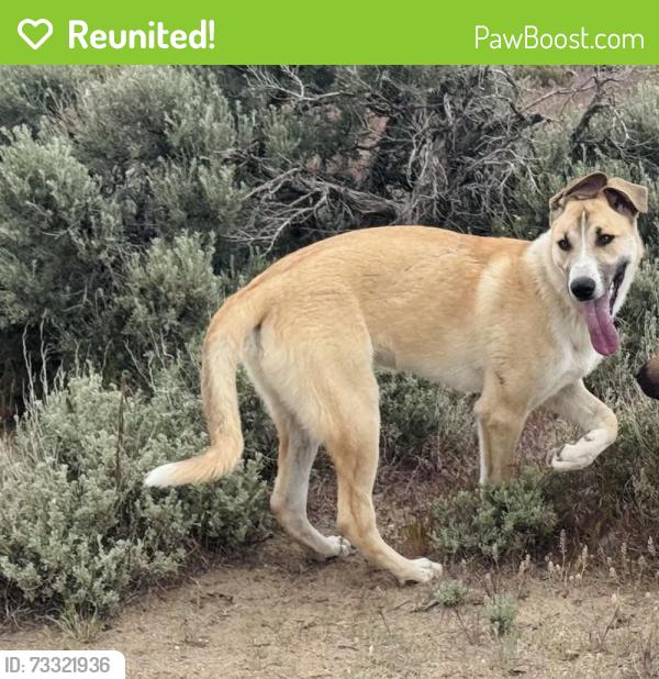 Reunited Male Dog last seen Leon drive, Sun Valley, NV 89433