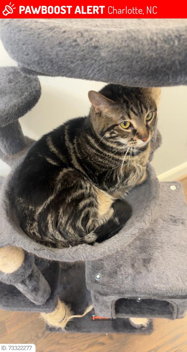 Lost Female Cat last seen Folger Dr and Morven, Charlotte, NC 28270