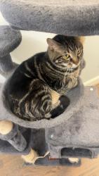 Lost Female Cat last seen Folger Dr and Morven, Charlotte, NC 28270