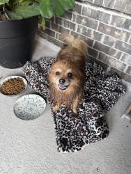 Found/Stray Male Dog last seen Kluge and huffmeister, Cypress, TX 77433