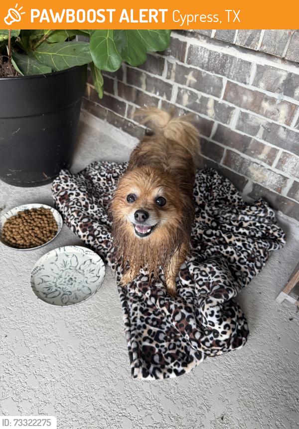 Found/Stray Male Dog last seen Kluge and huffmeister, Cypress, TX 77433