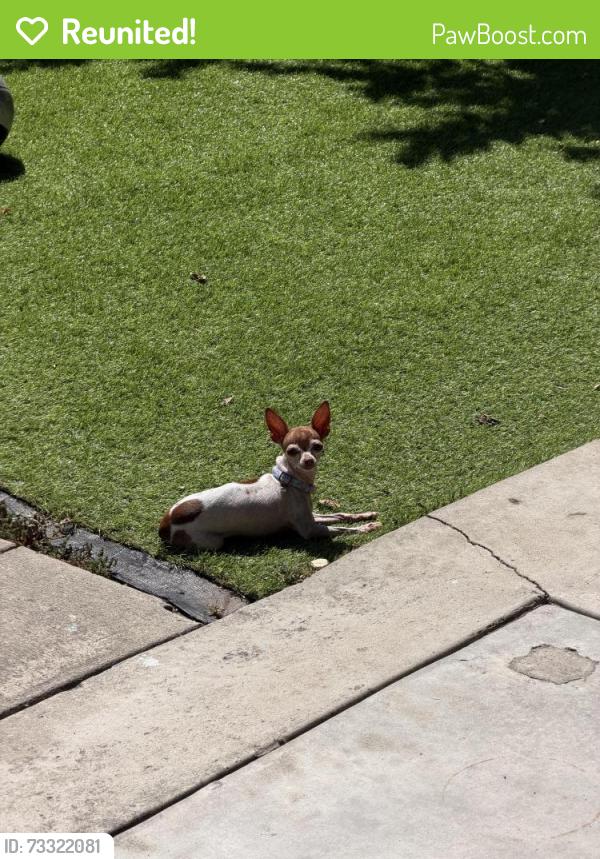 Reunited Female Dog last seen charles drive, Oceanside, CA 92057