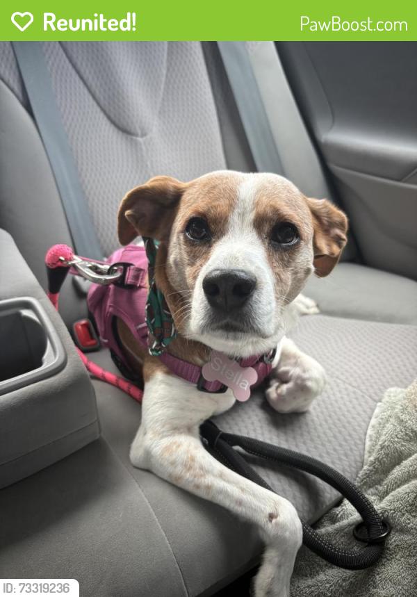 Reunited Female Dog last seen Near Mooncoin Way, Lexington, KY 40515, USA, Lexington, KY 40515