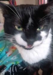 Lost Male Cat last seen Pig wig store Northside, Kenosha, WI 53144
