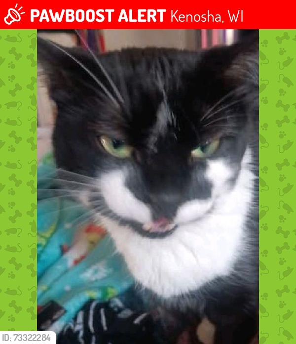 Lost Male Cat last seen Pig wig store Northside, Kenosha, WI 53144
