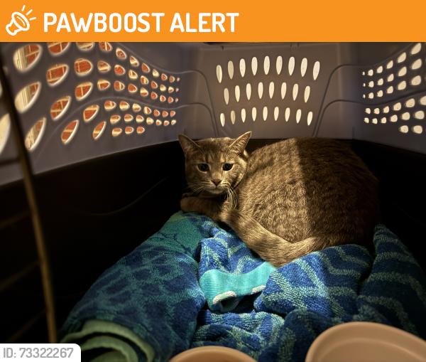 Found/Stray Unknown Cat last seen Inwood Rd by the High School, Cuyahoga County, OH 44139
