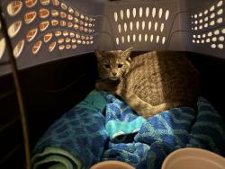 Found/Stray Unknown Cat last seen Inwood Rd by the High School, Cuyahoga County, OH 44139