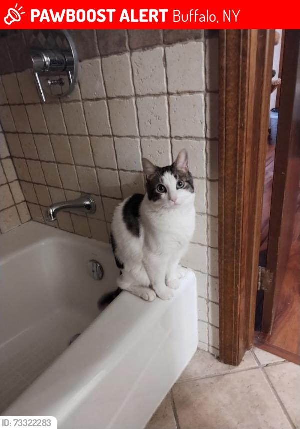 Lost Male Cat last seen Audobon, Buffalo, NY 14228