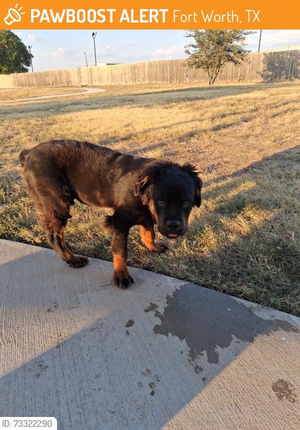 Found/Stray Male Dog last seen Risinger and Carolina Dr., Fort Worth, TX 76123
