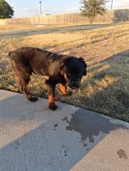 Found/Stray Male Dog last seen Risinger and Carolina Dr., Fort Worth, TX 76123