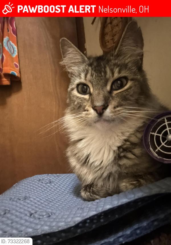 Lost Male Cat last seen N high street and walnut street, Nelsonville, OH 45764
