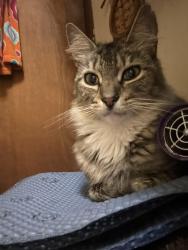 Lost Male Cat last seen N high street and walnut street, Nelsonville, OH 45764