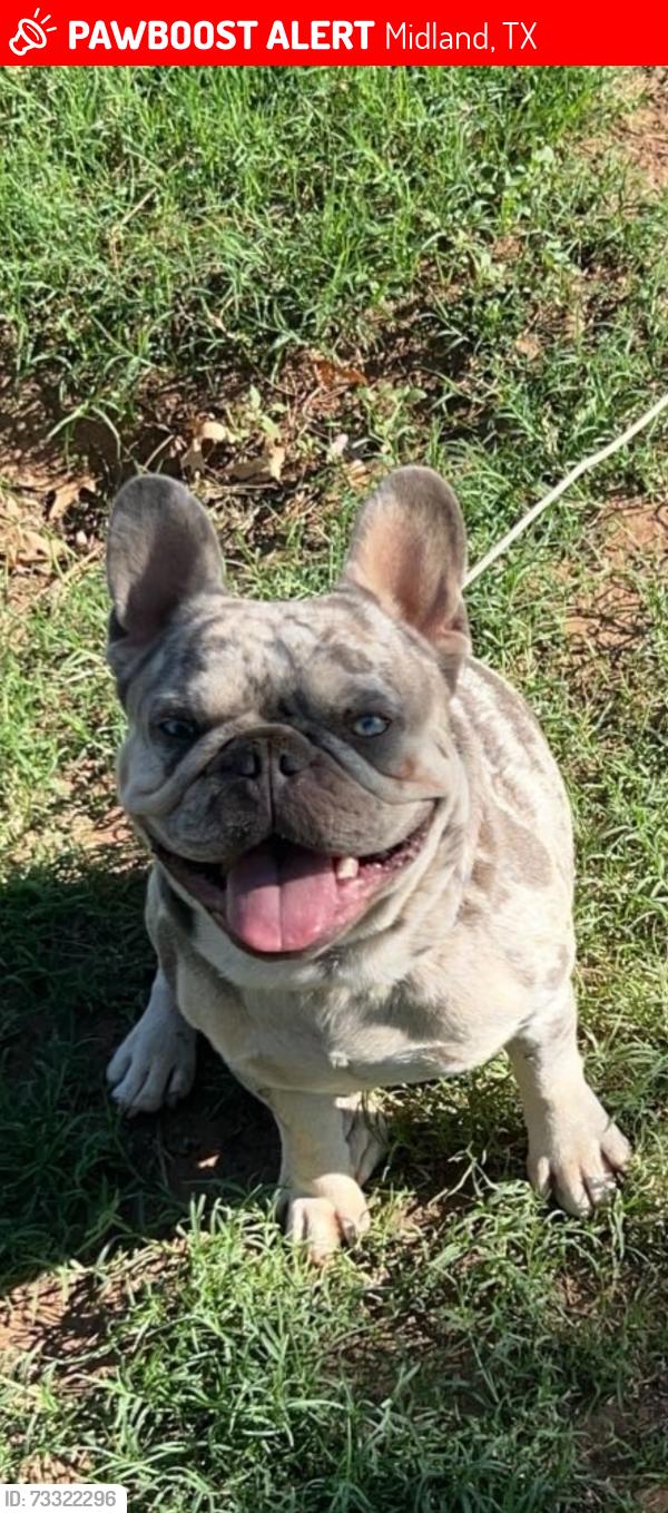 Lost Male Dog last seen Near east county rd 60, Midland, TX 79705