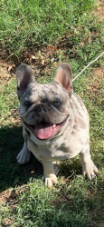 Lost Male Dog last seen Near east county rd 60, Midland, TX 79705