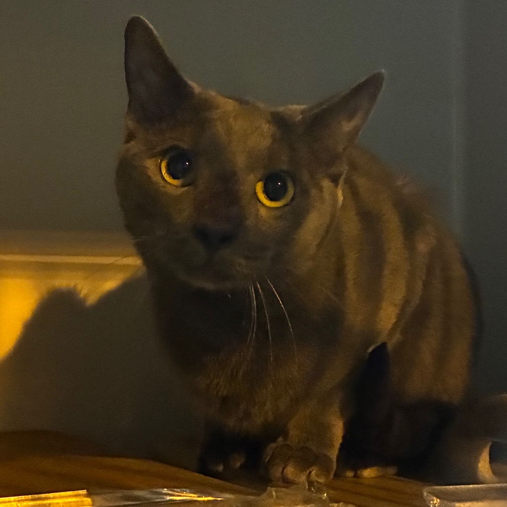 Shelter Stray Male Cat last seen , Animal Care & Control Team of Philly, 111 W Hunting Park Ave, Philadelphia, PA 19140, USA