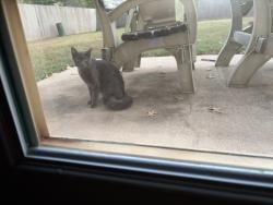 Found/Stray Female Cat last seen Cimarron, Houston, TX 77450