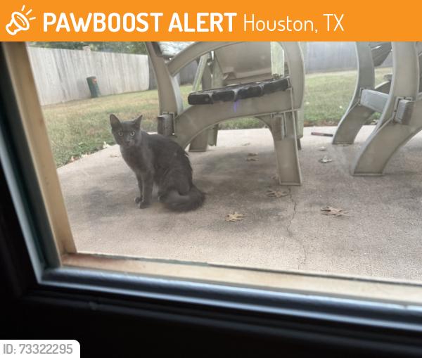 Found/Stray Female Cat last seen Cimarron, Houston, TX 77450