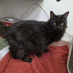 Shelter Stray Male Cat last seen , 5801 Graye Ln, Caldwell, ID 83607, USA