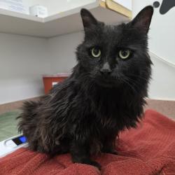 Shelter Stray Male Cat last seen , 5801 Graye Ln, Caldwell, ID 83607, USA