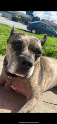 Lost Male Dog last seen Island village somewhere in downtown San Diego, San Diego, CA 92101
