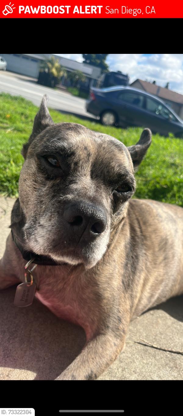 Lost Male Dog last seen Island village somewhere in downtown San Diego, San Diego, CA 92101