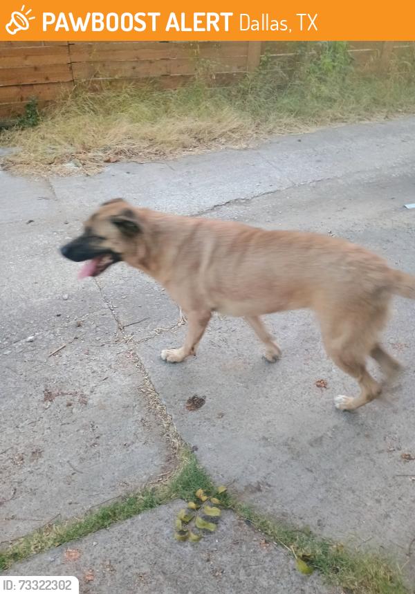 Found/Stray Female Dog last seen Easton, Dallas, TX 75218