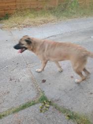 Found/Stray Female Dog last seen Easton, Dallas, TX 75218