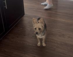 Reunited Male Dog last seen Grand Cadece and Water st, Henderson, NV 89015