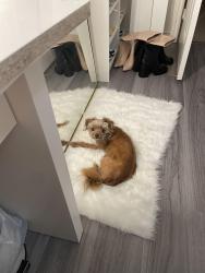 Reunited Female Dog last seen Hollywood and Charleston, Las Vegas, NV 89110