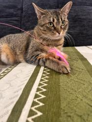 Lost Female Cat last seen 104th St and S Racine, Chicago, IL 60643